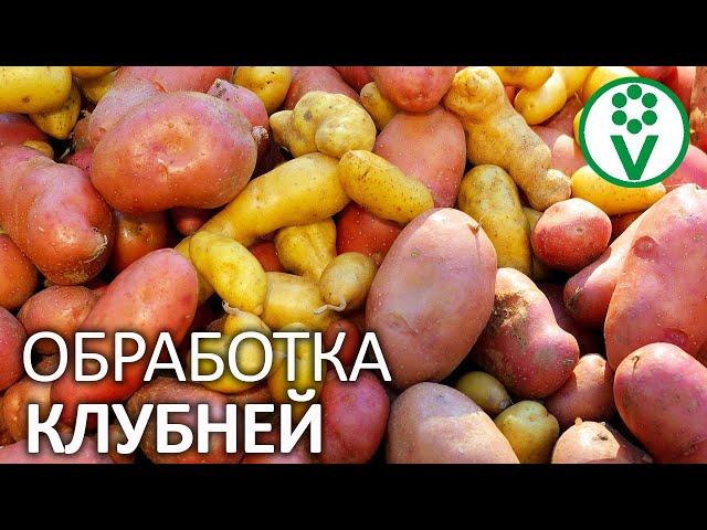 ТАКАЯ ОБРАБОТКА СПАСЕТ ОТ ПАРШИ И ПРОСТИМУЛИРУЕТ РОСТ КАРТОФЕЛЯ