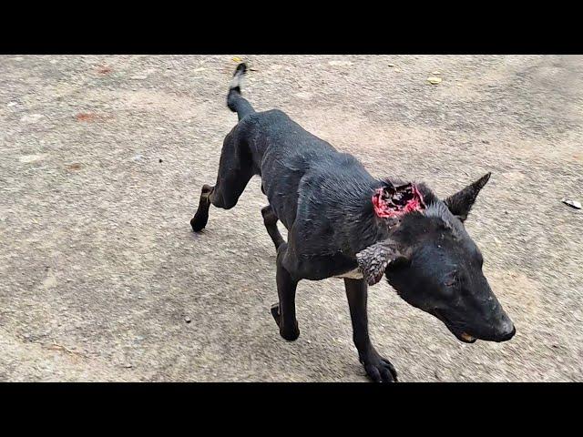 Beautiful recovery after maggots and alarming infection found hiding in dog's huge wound.