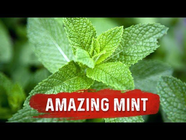 Mint Benefits for Health - Mint Leaf Uses for Digestion Issues - Dr. Berg