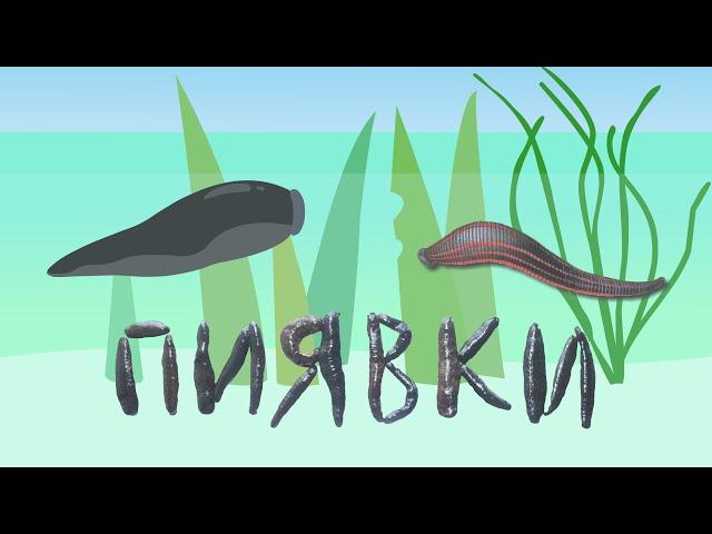 Leeches | Blood-Sucking Leeches | Medicinal Leeches | The Wonderful World of Invertebrates