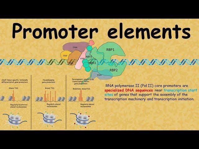 promoter elements : Regulation of gene expression