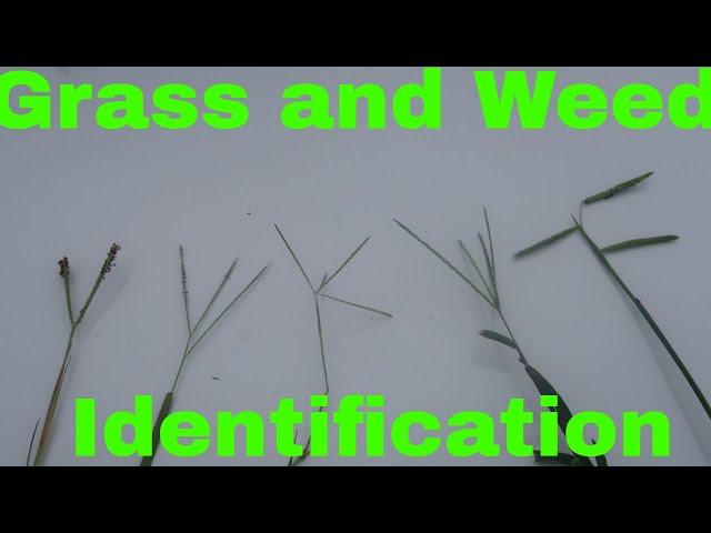 Grass and Weed Identification by Seed head