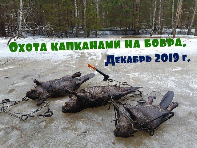 Охота капканами на бобра...  Декабрь 2019 года