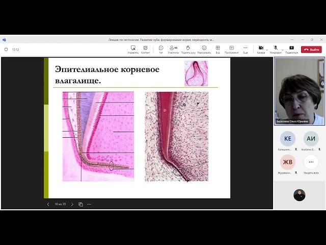 Лекция по гистологии. Развитие зуба, формирование корня, периодонта, механизмы прорезывания зубов