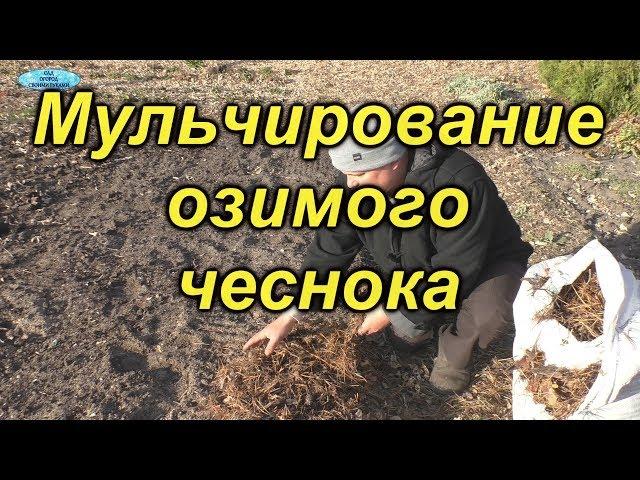 Обязательно замульчируйте чеснок на зиму!