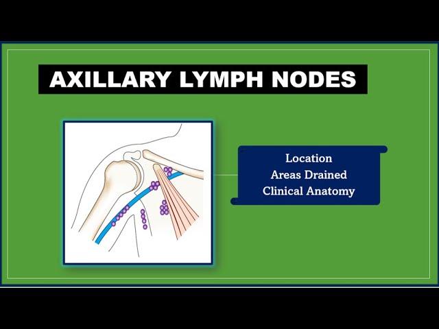 Axillary lymph nodes Anatony [Lymph nodes |