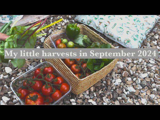 My Garden Diary | Welcoming September | Harvesting tomatoes and other edibles grown in pots