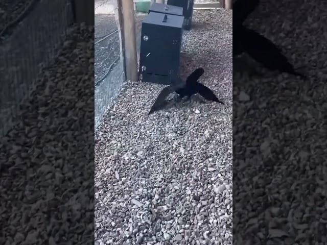 Crow it back #dumb #funny #shorts