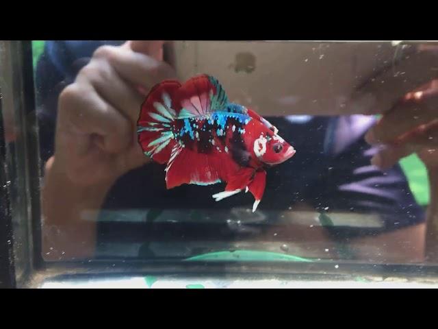 Top Grade Red Galaxy Betta Fish