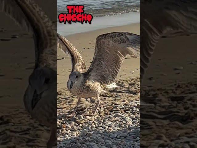 Beautifull seagull near me on beach ️ #seagull #beach #birds #cute #shorts