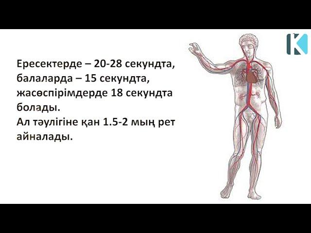 АДАМ жайлы 7 қызықты дерек