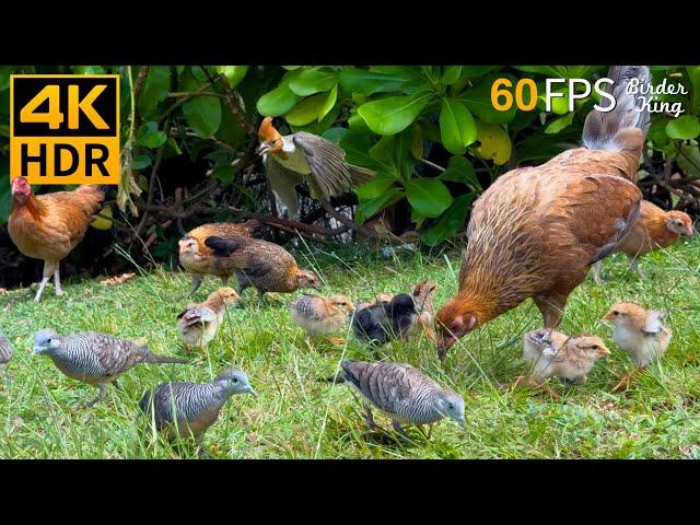 Cat TV for Cats to Watch  Cute Baby Chicks  Birds Squirrels  8 Hours 4K HDR 60FPS