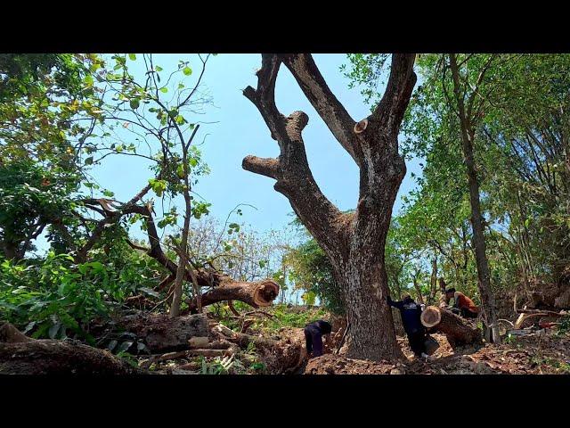 Old tree branching, cutting down large rain trees - stihl ms 881 chainsaw