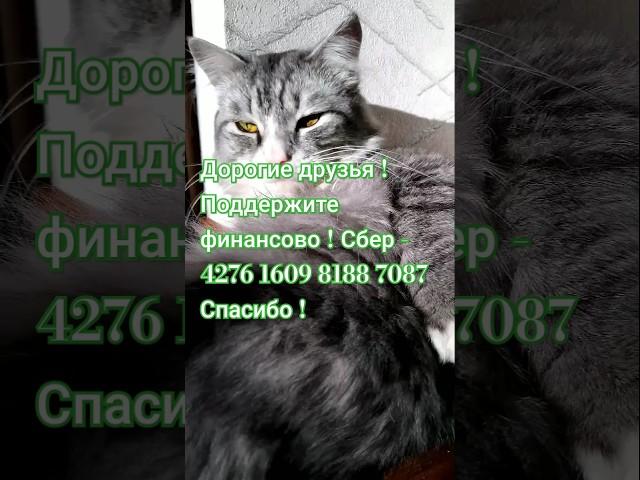 Восьмой блин Комом #юмор #позитив #cat  #кот   Кот 