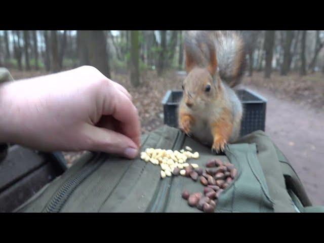 Об очень голодной белке, вороне и фундуке / About a very hungry squirrel, crow and hazelnut