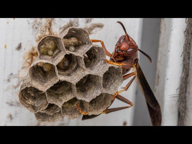 Paper Wasp Foundress (Polistes sp) Nest Relocation.