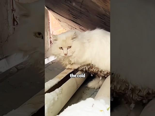 Please pay more attention to the stray cats in winter #cat #rescue #lovestory #shortvideo