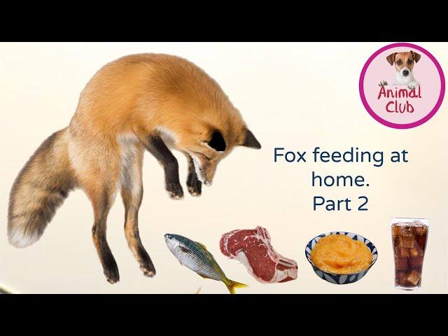 what can you feed a wild fox at home?- fish, meat, soda, sausage, fruit puree. part 2 #wildfox fox