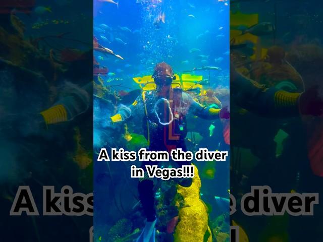 Scuba diver blew us a bubble kiss at Silverton in Vegas! 🫧 #lasvegas #scubadiving #aquarium #fun
