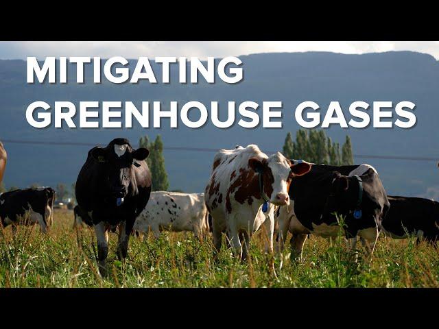 Mitigating Greenhouse Gases in Animal Agriculture