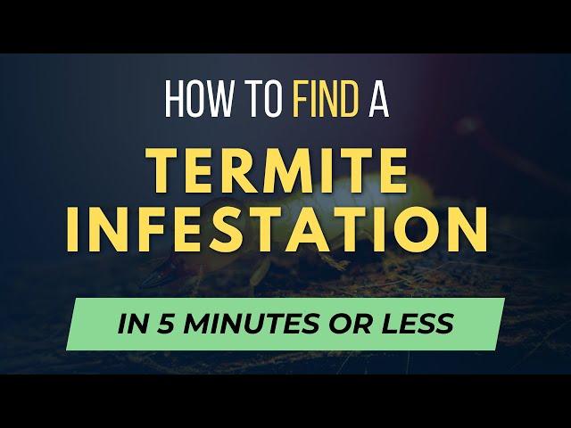 How to Find Termite Infestations in 5 Minutes or Less