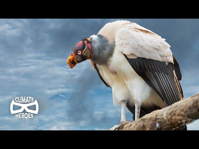 Why our Ecosystem Depends on Vultures I Climate Heroes