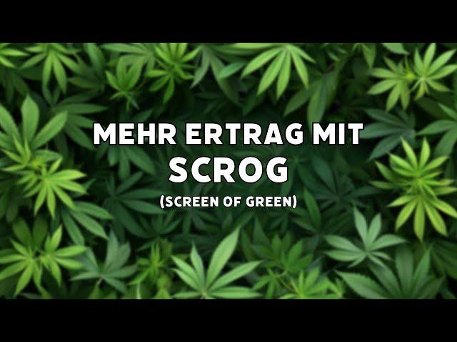 SCROG - Screen of Green - EXTREMER ERTRAG OHNE SCHIMMELGEFAHR