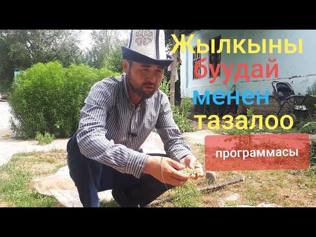 ЖЫЛКЫНЫ БУУДАЙ менен ТАЗАЛООНУН программасы/БИР КҮНДҮК ️