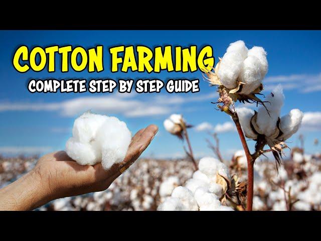 Cotton Farming Guide | How to grow Cotton plant at Home | Cotton Cultivation