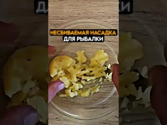 Несбиваемая НАСАДКА для РЫБАЛКИ #рыбалка #рыба #карась