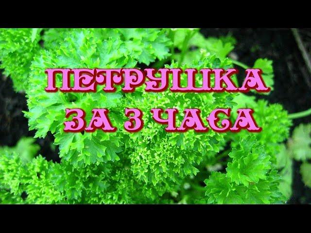 Петрушка за 3 часа!