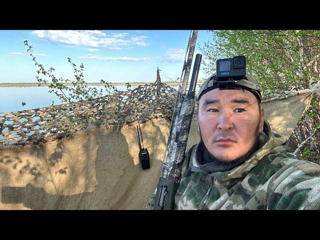 Video from subscribers, I shot down 10 geese in one raid.  Ivanov Dyulustan.Fabarm XLR western.