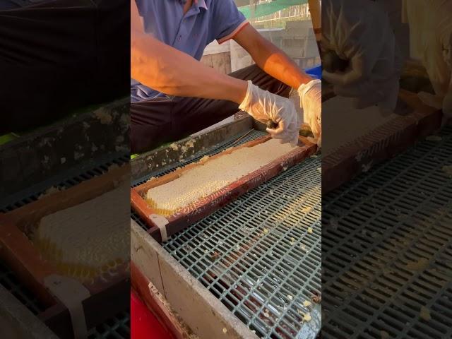 Honeycomb khmer beekeeper.#lifeisbutadream bee #beekeeper