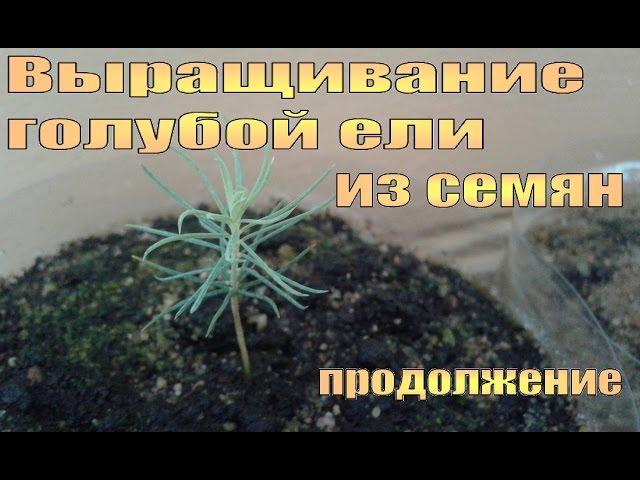 Выращивание голубой ели из семян | 5 месяцев после посадки