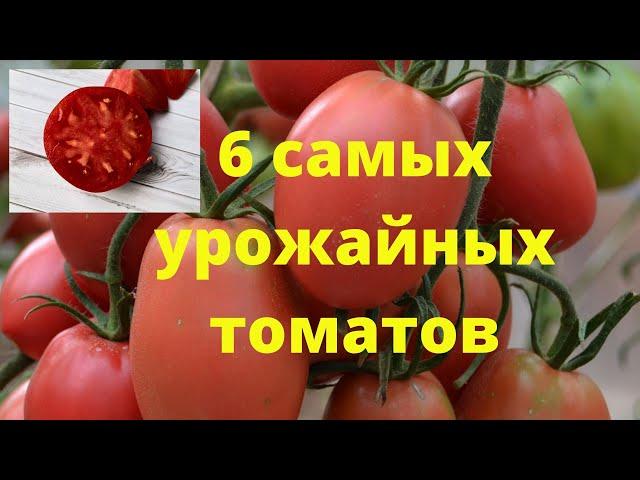 Самые урожайные томаты для теплицы