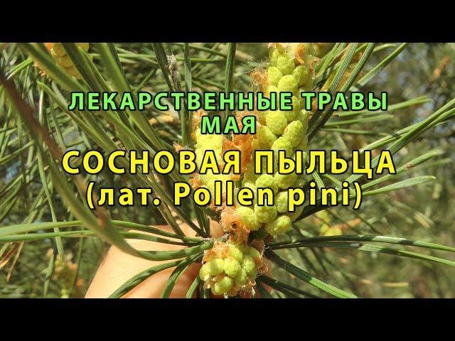 Лекарственные растения Мая "Сосновая пыльца"