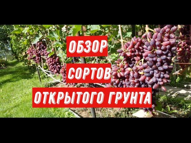 Обзор сортов винограда открытого грунта