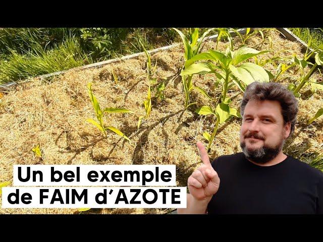 Un bel exemple de FAIM d'AZOTE : AVEC et SANS, sur une même culture