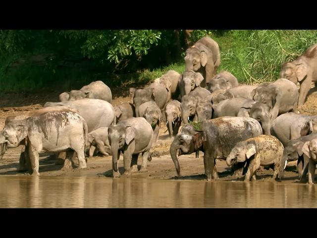 Malaysia, the Last Wildlife Stronghold