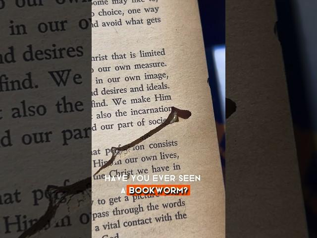 Is a Bookworm an actual worm? Ever seen one? #bookworm #bookworms #booktube #bugs #neverseenbefore