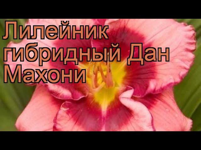 Лилейник гибридный Дан Махони (hemerocallis)  обзор: как сажать, рассада лилейника Дан Махони