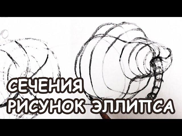 PRO сечения [Елизавета Светлая]