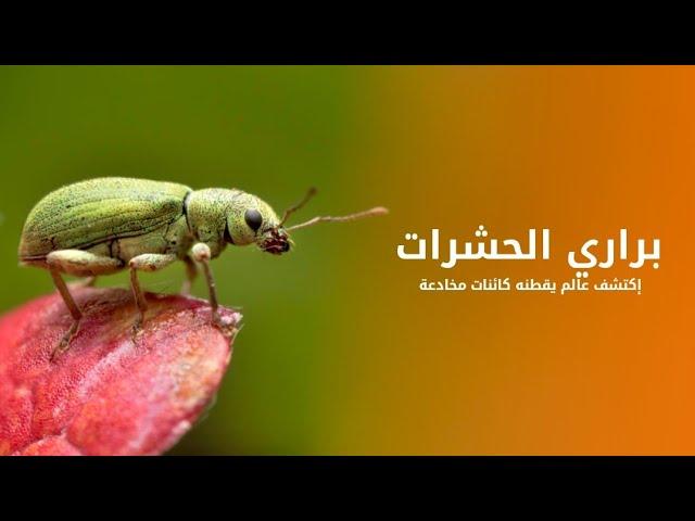 براري الحشرات إكتشف عالم يقطنه مجموعة من الكائنات المخادعة القاتلة | كويست عربية Quest Arabiya