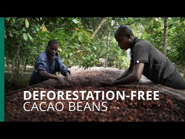 Tech helps Ivorian cacao meet EU new regulations