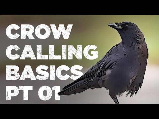 Crow Calling Basics