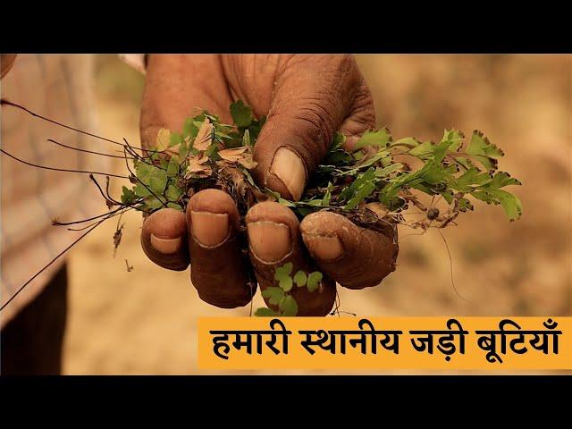 स्थानीय जड़ी बूटियाँ Local Herbs and Medicinal Plants | Pala Ram Daya Nagar - Raison | The Quest