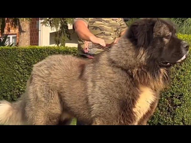 Caucasian Shepherd Variations 