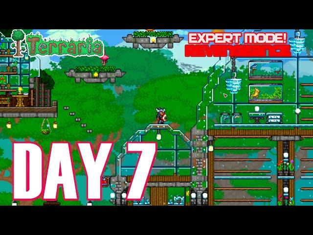  Terraria Day 7 LIVE Stream :  EXPERT BOSS HUNTING  CALAMITY MOD |REVENGEANCE MODE! #live