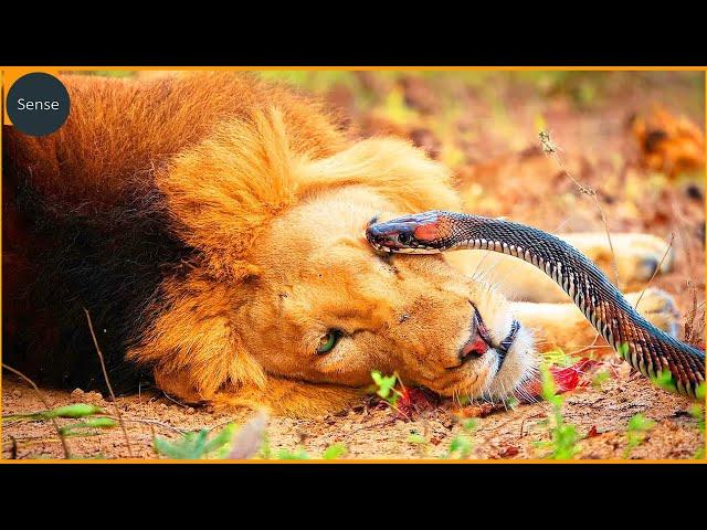 This Lion Was Doomed! Deadliest Snake Attacks On Earth Caught On Camera | Animal Fighting