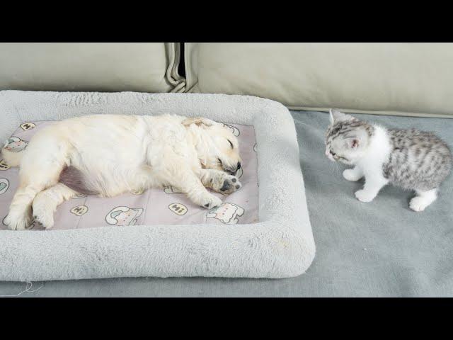 What Does A Kitten Do When He Finds A Sleeping Golden Retriever Puppy